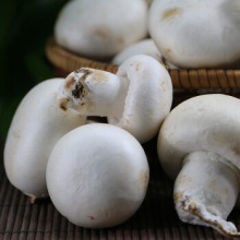 密农人家 口蘑新鲜现摘 白蘑菇225g北京蔬菜 新鲜口蘑