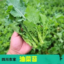 四川新鲜油菜苔 青菜苔小油菜青菜苔薹 5斤
