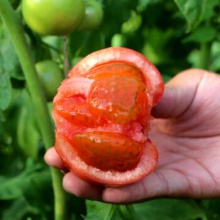 密农人家 密云农家西红柿 沙瓤番茄 普罗旺斯西红柿 健康轻食 北京蔬菜 沙瓤有籽2000g