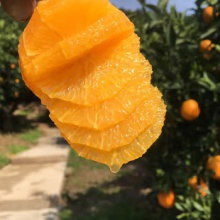 [秭归馆]秭归新鲜橙子夏橙脐橙现摘现发应季水果 5斤夏橙大果